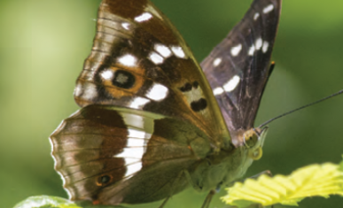 Papillon au bois de Doue