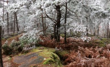 Forêt de Fontainebleau