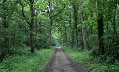 Un sentier dans la foret de Dammarie