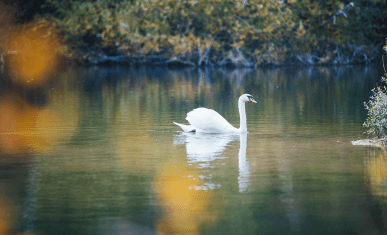 Cygne sur un étang au parc de Livry