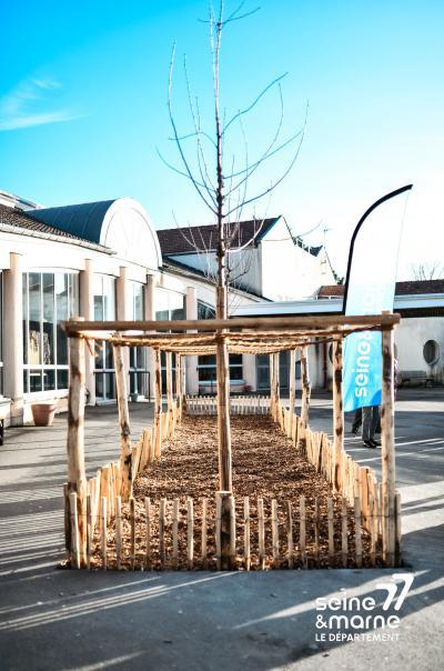 Un arbre planté dans la cour d'un collège