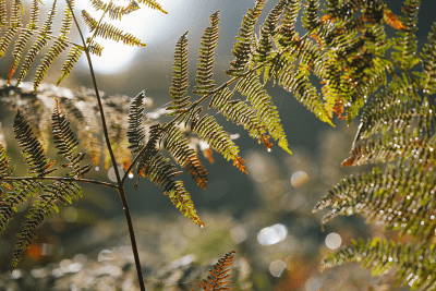 feuillage au bois de la Rochette