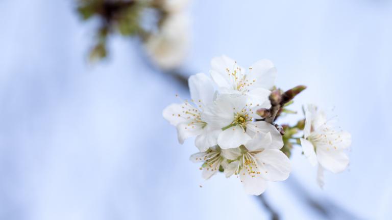 Fleurs blanches de printemps