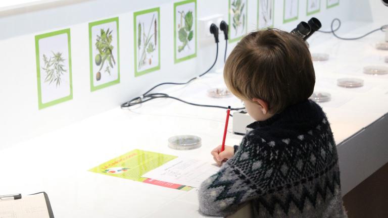 Un enfant dessine des plantes au musée départemental de la Seine-et-Marne