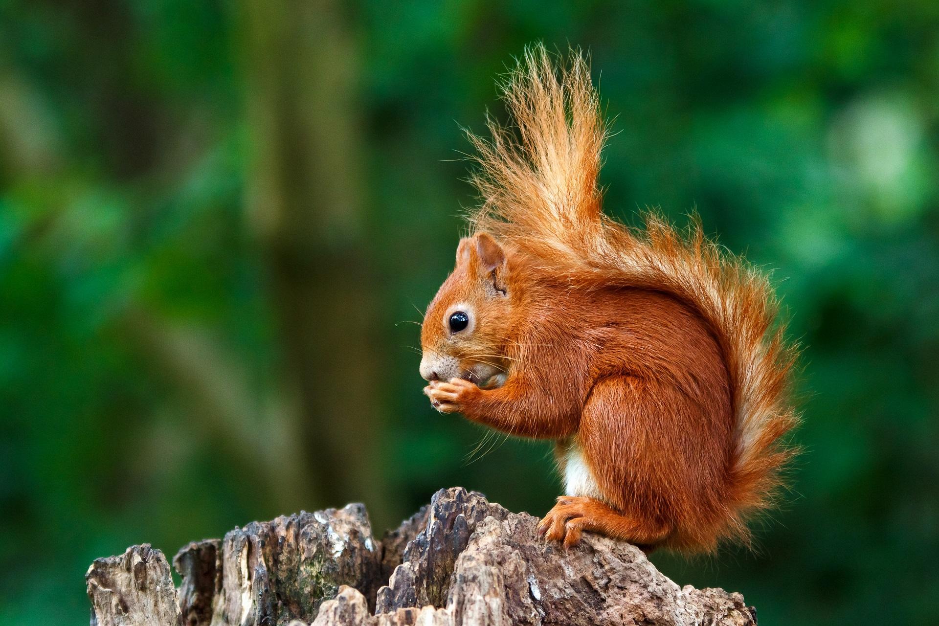 Un écureuil roux sur un arbre